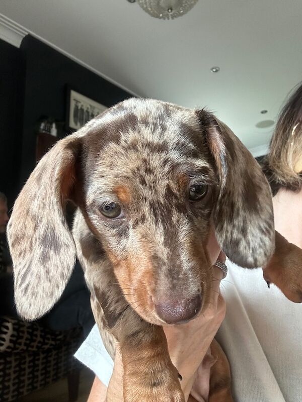 Miniature Smooth Haired Dachshund Pups for sale in Lisburn, County Down | Image 1