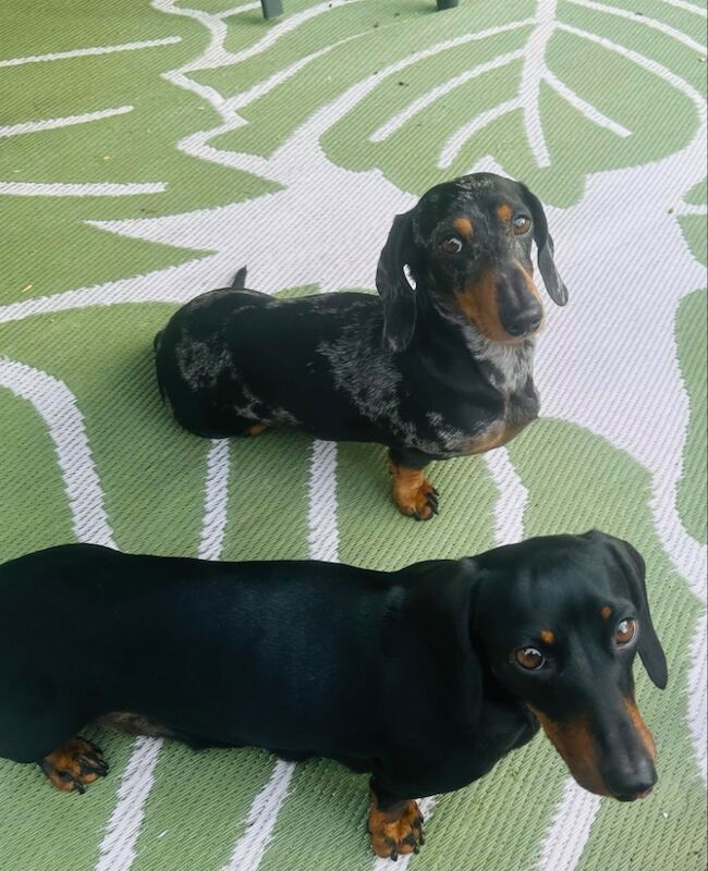 Miniature Smooth Haired Dachshund Pups for sale in Lisburn, County Down | Image 2