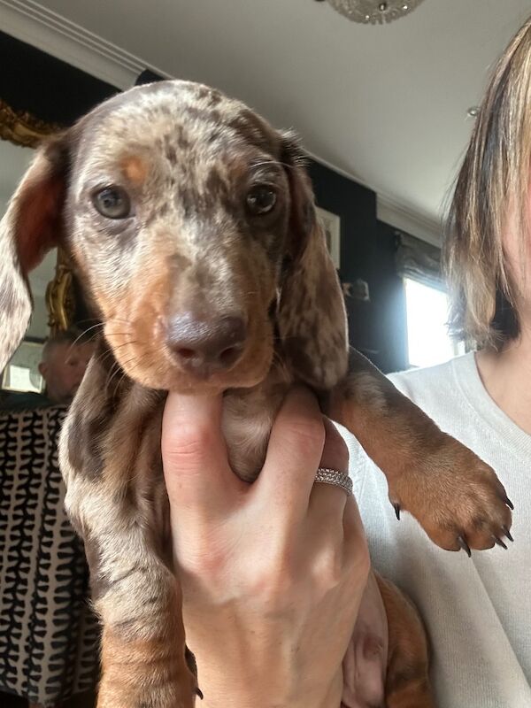 Miniature Smooth Haired Dachshund Pups for sale in Lisburn, County Down | Image 3