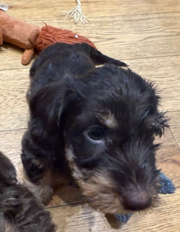 Dachshund puppies for sale in Newcastle upon Tyne, Tyne and Wear – 7 weeks old