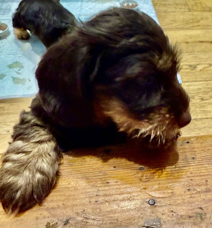 Dachshund puppies for sale in Newcastle upon Tyne, Tyne and Wear – 10 weeks old - Image 2 of 5