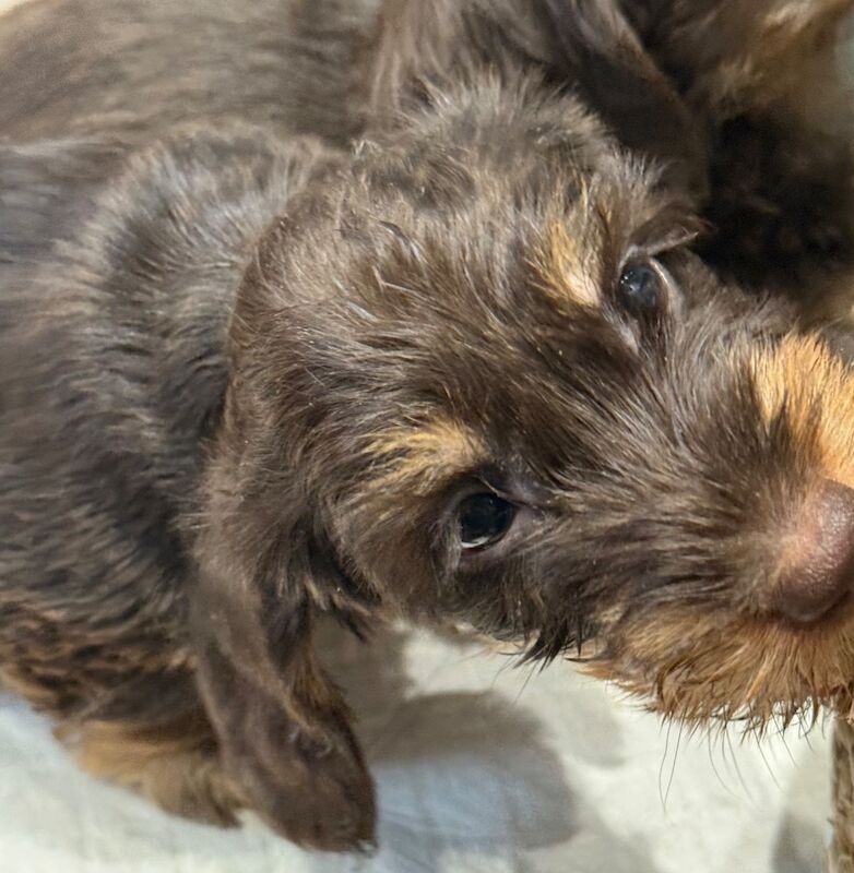 Dachshund puppies for sale in Newcastle upon Tyne, Tyne and Wear – 10 weeks old - Image 3 of 5