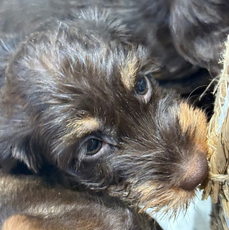 Dachshund puppies for sale in Newcastle upon Tyne, Tyne and Wear – 10 weeks old - Image 4 of 5