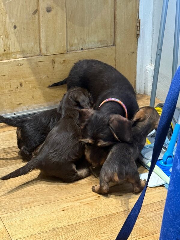 Dachshund puppies for sale in Newcastle upon Tyne, Tyne and Wear – 10 weeks old - Image 5 of 5