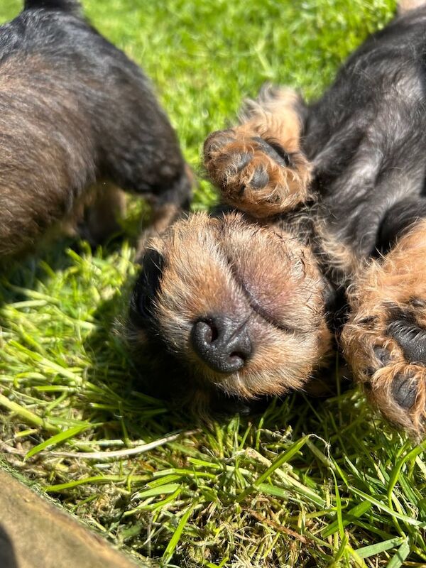 Miniature Wire Haired Dachshund Puppies for sale in Radstock, Somerset