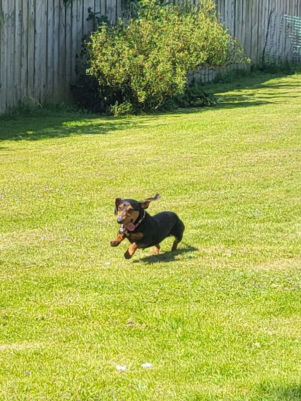 Dachshund puppies for sale in Kingston upon Hull, East Riding of Yorkshire – KC registered, 4 years old