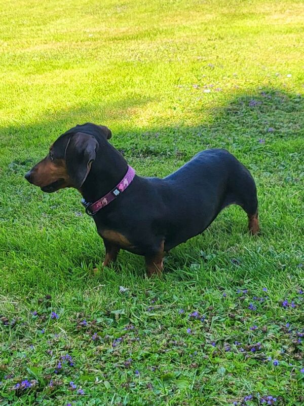 Dachshund puppies for sale in Kingston upon Hull, East Riding of Yorkshire – KC registered, 4 years old - Image 2 of 3