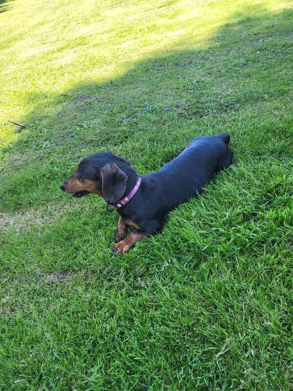 Dachshund puppies for sale in Kingston upon Hull, East Riding of Yorkshire – KC registered, 4 years old - Image 3 of 3