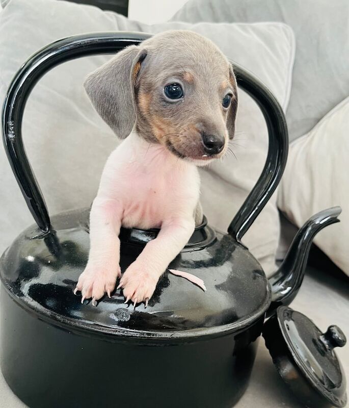 Dachshund puppies for sale in Crook, Durham – KC registered, 6 weeks old