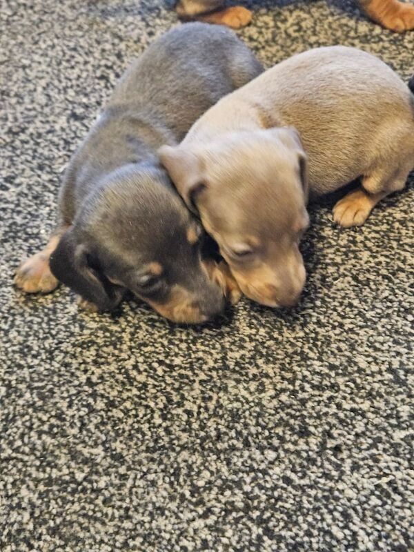 Dachshund puppies for sale in Fraserburgh, Aberdeenshire – 4 weeks old