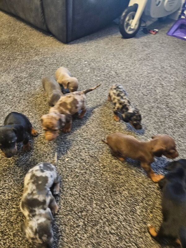 Dachshund puppies for sale in Fraserburgh, Aberdeenshire – 6 weeks old - Image 2 of 3