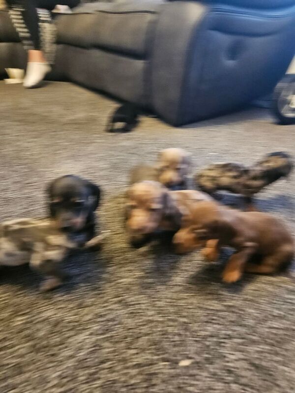 Dachshund puppies for sale in Fraserburgh, Aberdeenshire – 6 weeks old - Image 3 of 3