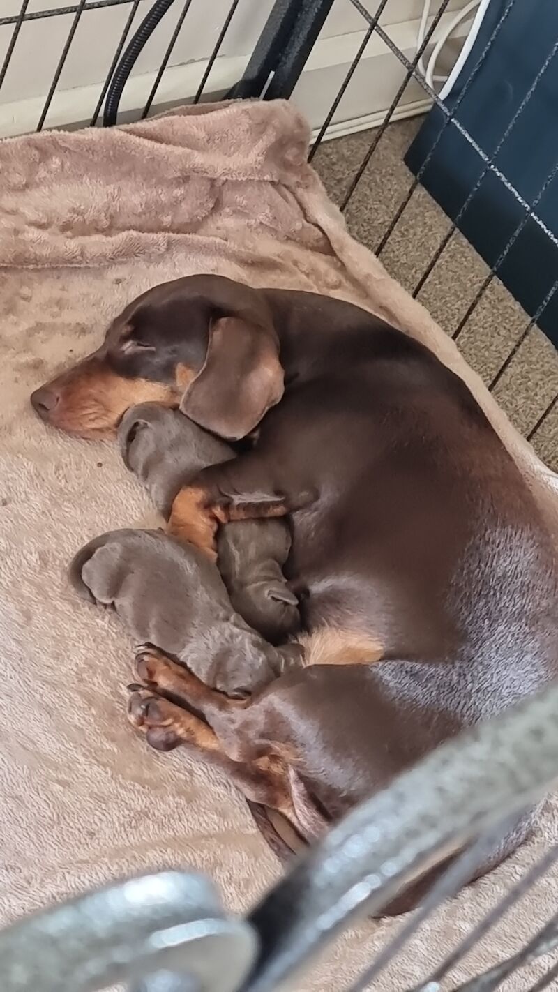Miniture dachshund pups for sale in Bulford Camp, Wiltshire | Image 2