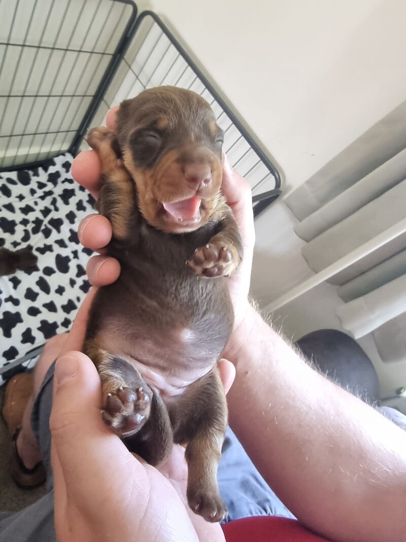 Miniture dachshund pups for sale in Bulford Camp, Wiltshire | Image 3