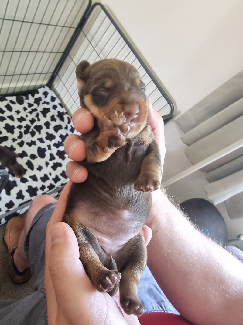 Miniture dachshund pups for sale in Bulford Camp, Wiltshire | Image 4