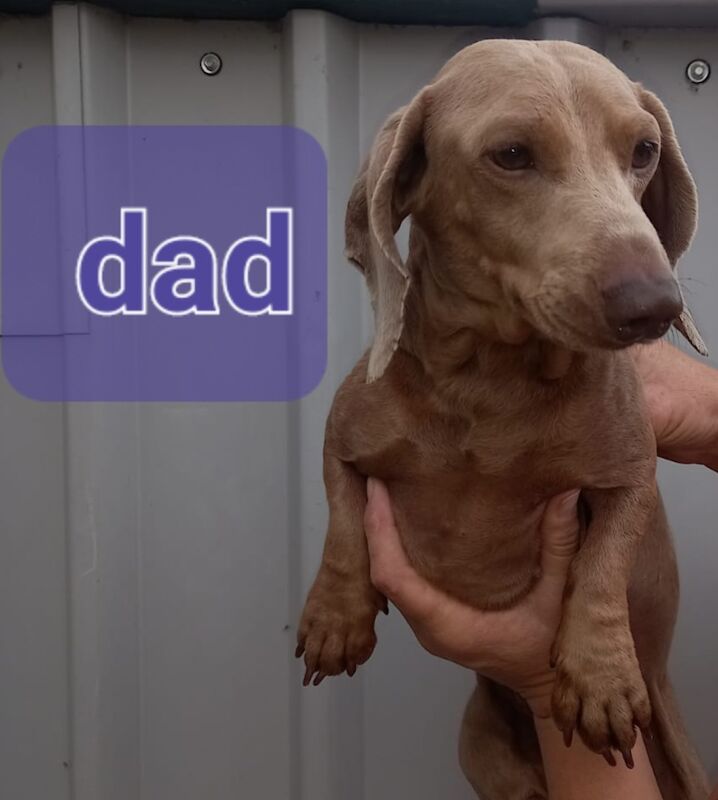Dachshund puppies for sale in Offenham, Worcestershire – 9 months old