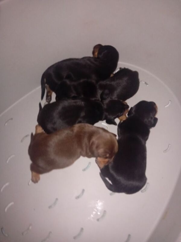 Dachshund puppies for sale in Offenham, Worcestershire – 8 months old - Image 2 of 9