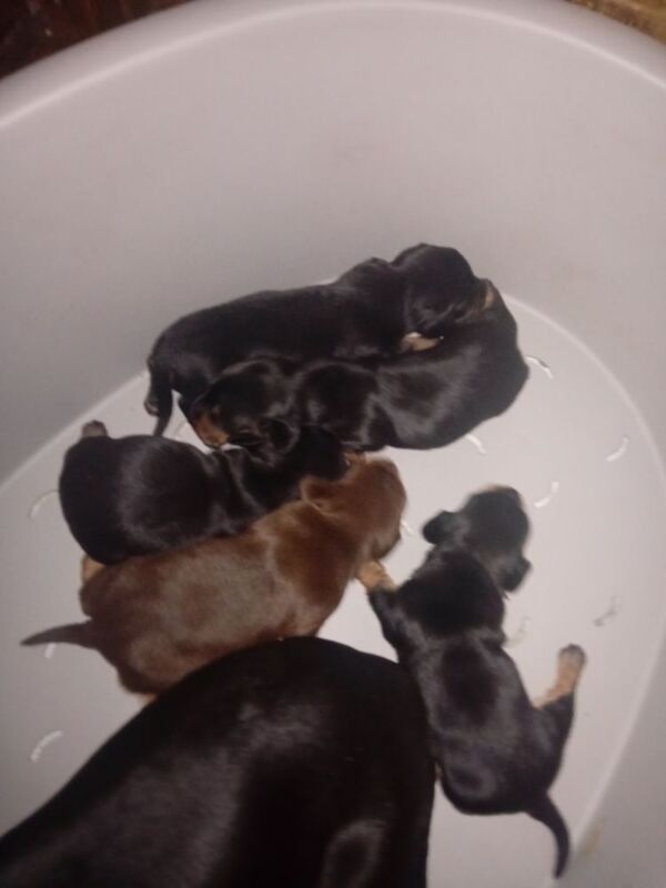 Dachshund puppies for sale in Offenham, Worcestershire – 8 months old - Image 3 of 9