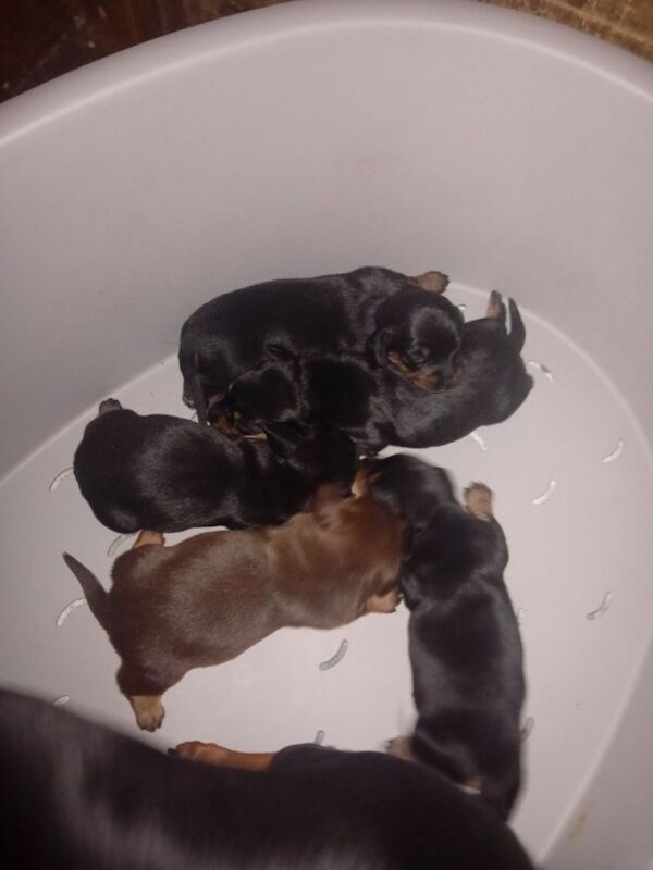 Dachshund puppies for sale in Offenham, Worcestershire – 8 months old - Image 4 of 9