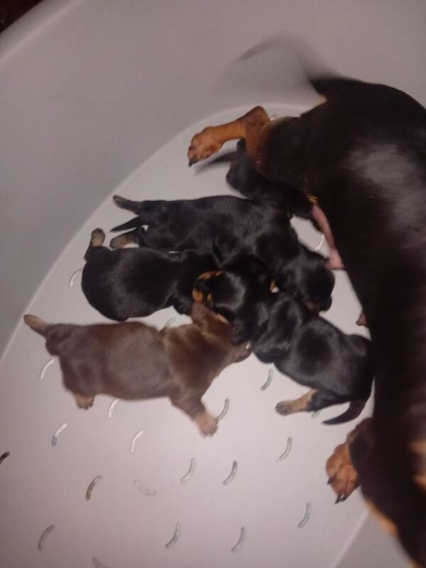 Dachshund puppies for sale in Offenham, Worcestershire – 8 months old - Image 5 of 9