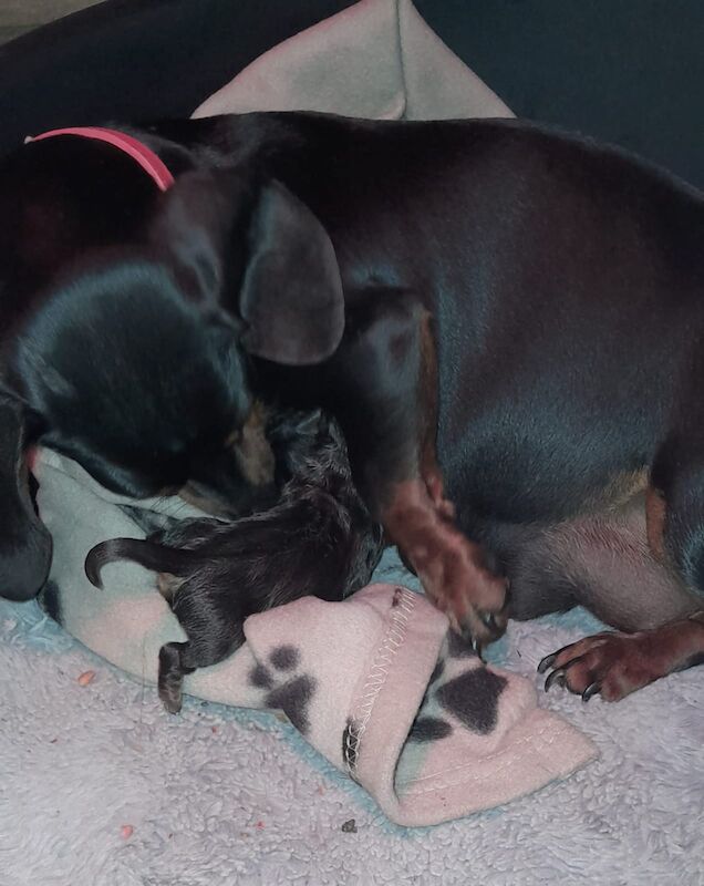 Dachshund puppies for sale in Offenham, Worcestershire – 8 months old - Image 6 of 9