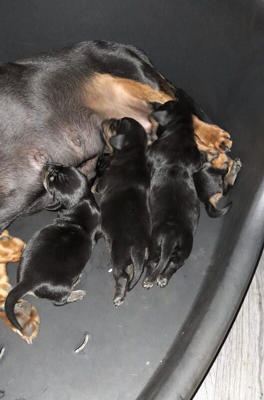 Dachshund puppies for sale in Offenham, Worcestershire – 8 months old - Image 7 of 9