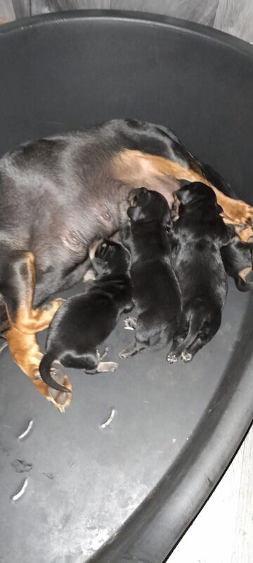 Dachshund puppies for sale in Offenham, Worcestershire – 8 months old - Image 8 of 9