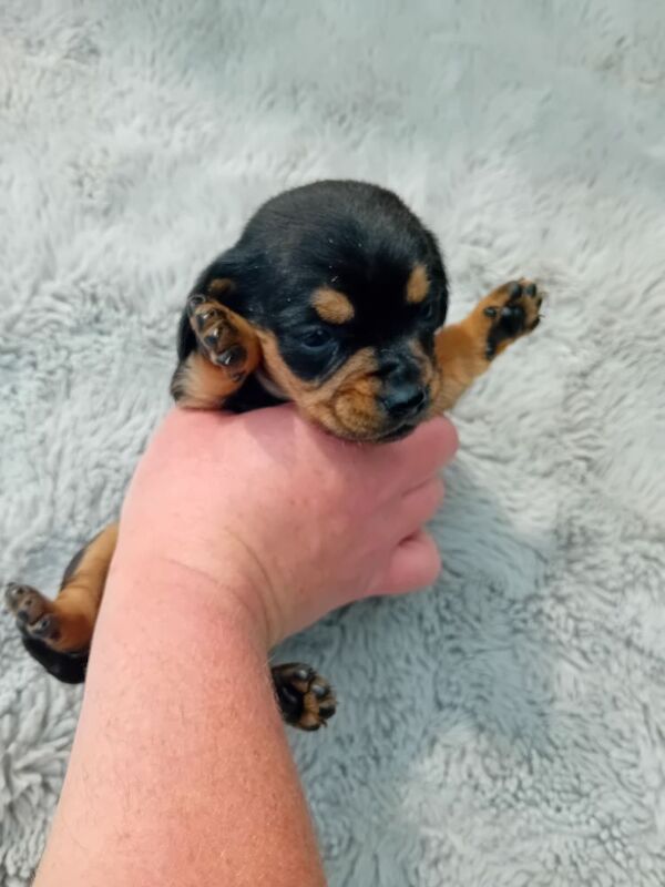 Dachshund puppies for sale in Offenham, Worcestershire – 8 months old - Image 9 of 9