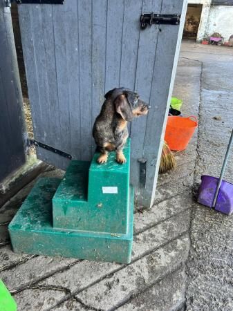 Miniture wirehire dachshund adult girl for sale in Eccleshall, Staffordshire