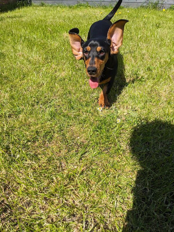Dachshund puppies for sale in DN17 4RP – 1 year old - Image 2 of 4