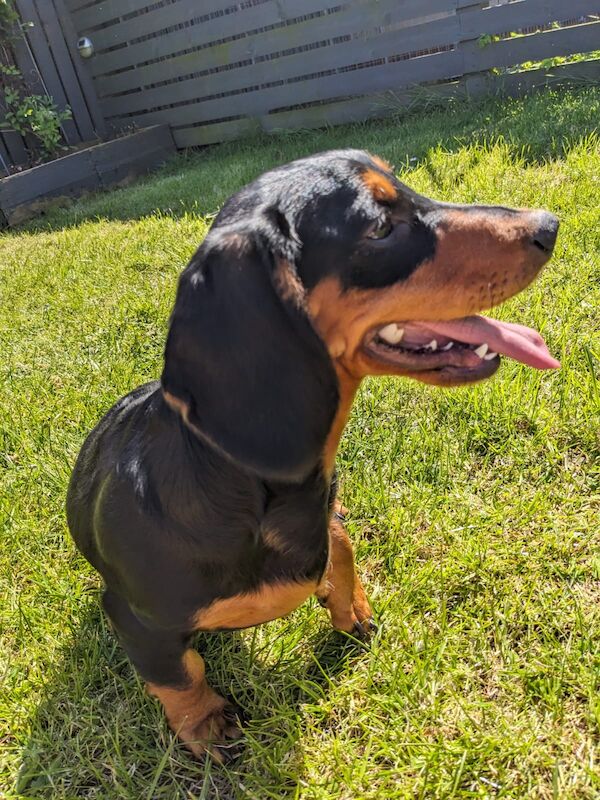 Dachshund puppies for sale in DN17 4RP – 1 year old - Image 3 of 4