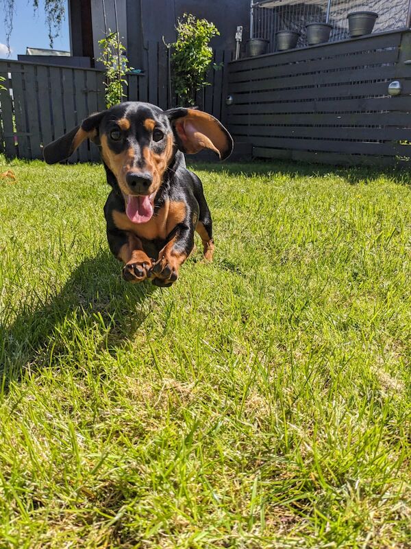 Dachshund puppies for sale in DN17 4RP – 1 year old - Image 4 of 4