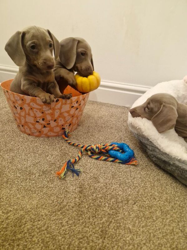Dachshund puppies for sale in Bromsgrove, Worcestershire – 9 weeks old