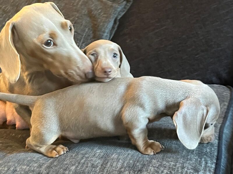 Dachshund puppies for sale in Bromsgrove, Worcestershire – 10 weeks old - Image 7 of 8