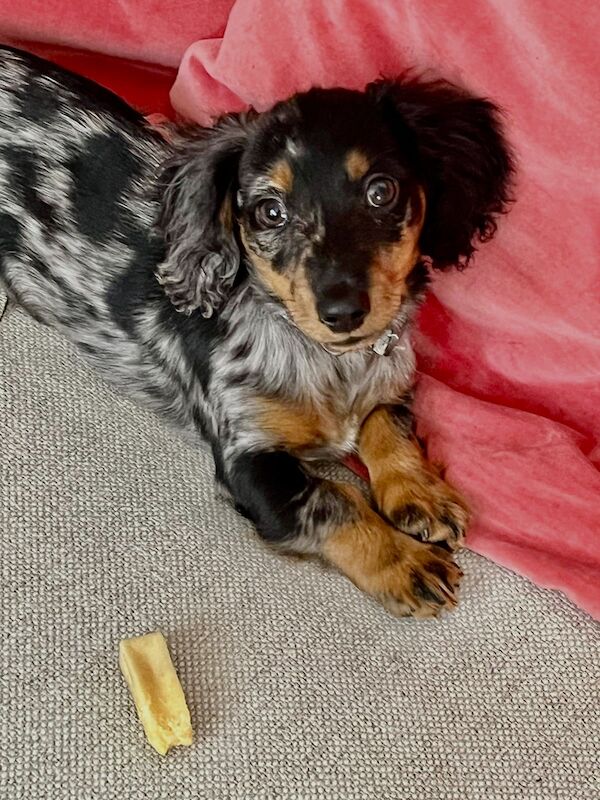 Dachshund puppies for sale in London – 1 year old - Image 2 of 4