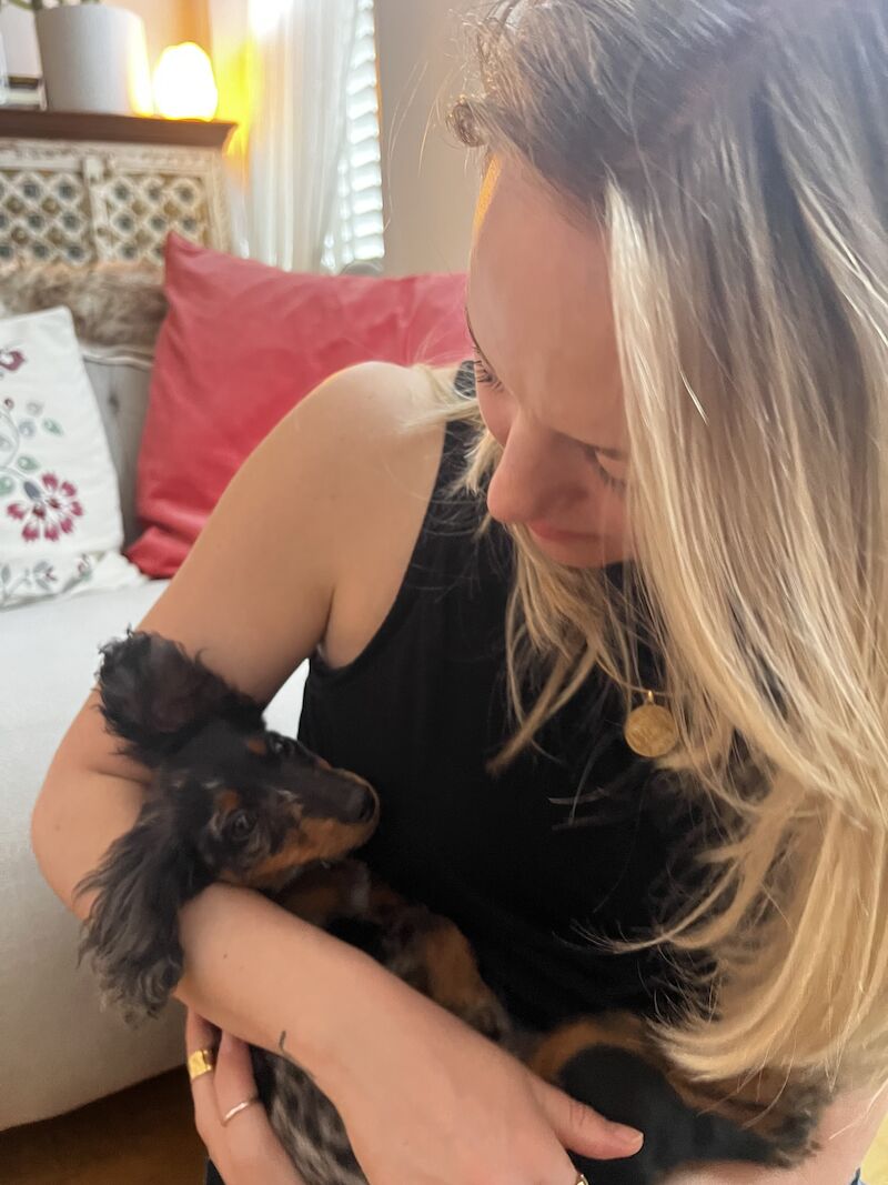 Dachshund puppies for sale in London – 1 year old - Image 3 of 4