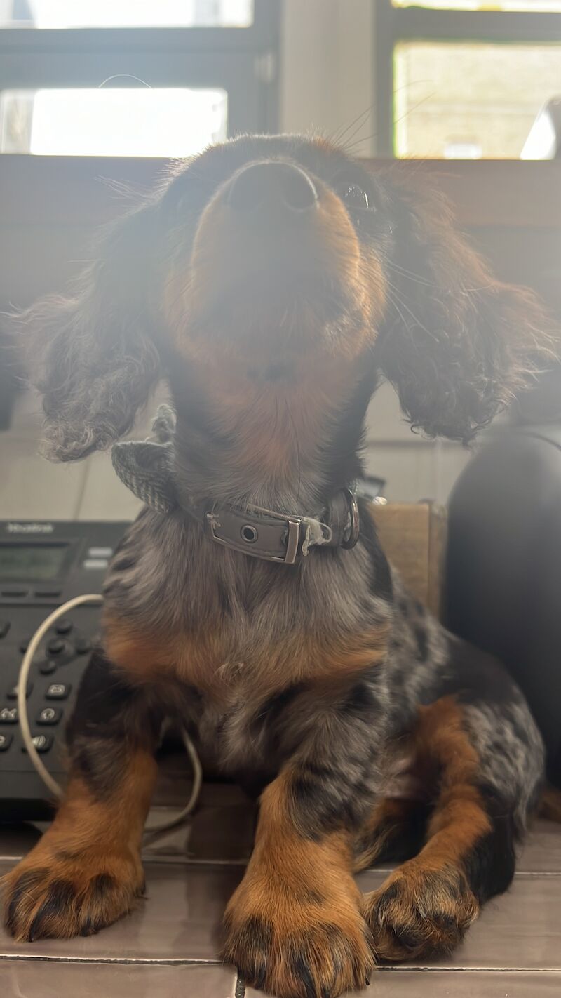 Dachshund puppies for sale in London – 1 year old - Image 4 of 4