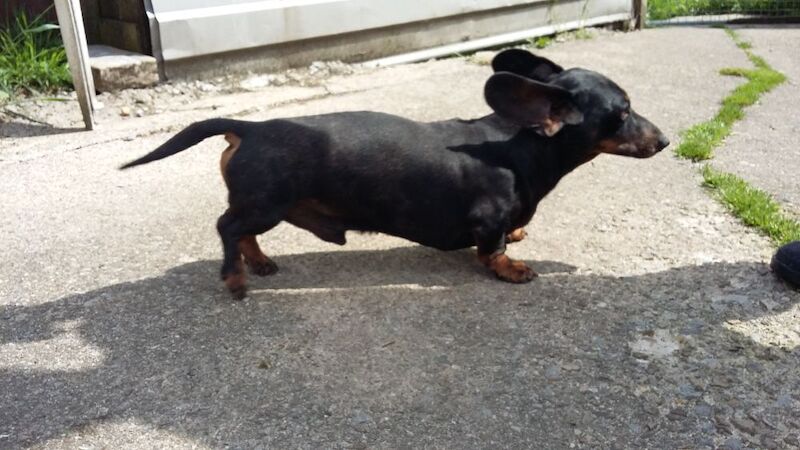 Dachshund stud dog for stud in Bradford, West Yorkshire – KC registered, 19 hours old