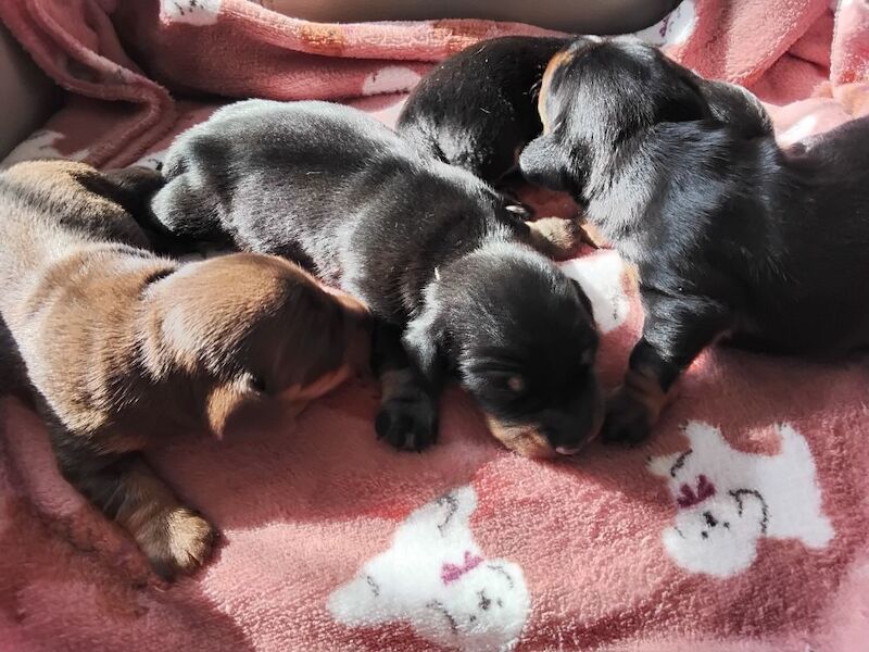Dachshund puppies for sale in St Helens, Merseyside – KC registered, 6 weeks old