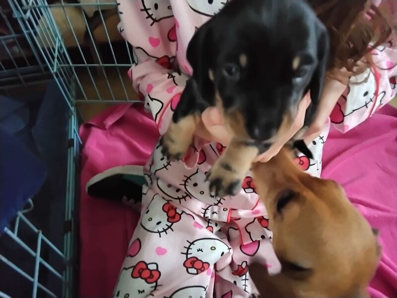 Dachshund puppies for sale in St Helens, Merseyside – KC registered, 6 weeks old - Image 2 of 7