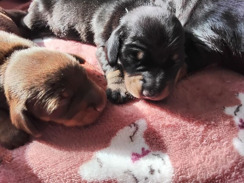 Dachshund puppies for sale in St Helens, Merseyside – KC registered, 6 weeks old - Image 3 of 7