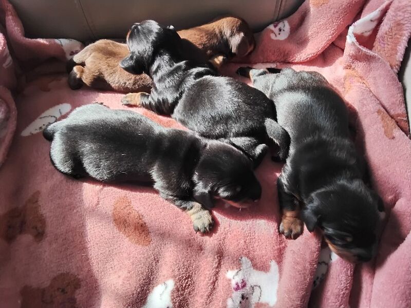 Dachshund puppies for sale in St Helens, Merseyside – KC registered, 6 weeks old - Image 4 of 7
