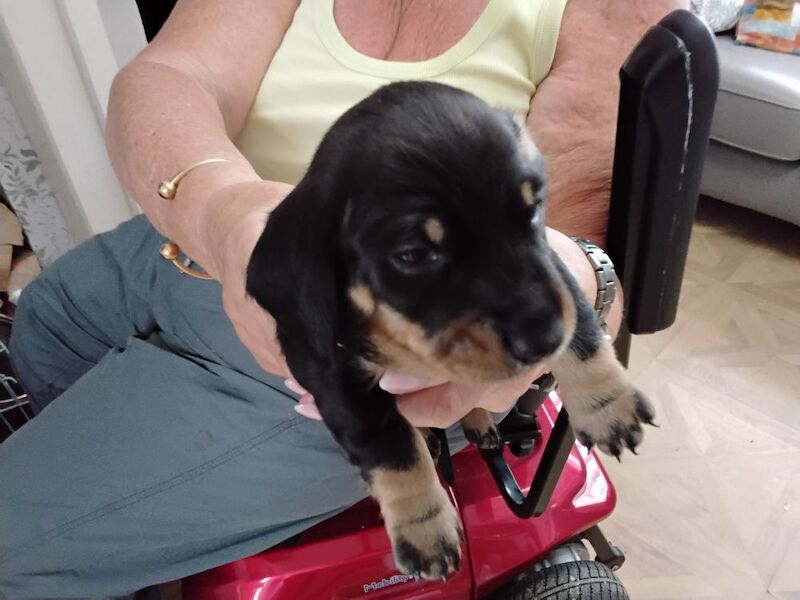 Dachshund puppies for sale in St Helens, Merseyside – KC registered, 6 weeks old - Image 7 of 7
