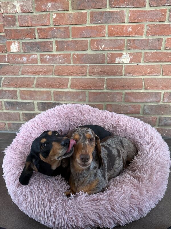 Dachshund puppies for sale in Heybridge, Essex – 5 years old