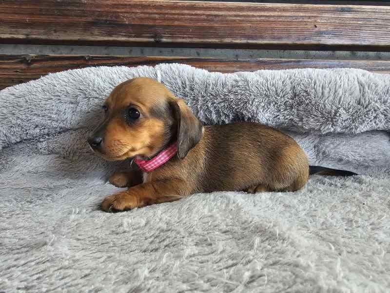 New litter Dachshund puppies for sale in Manchester, Greater Manchester | Image 2