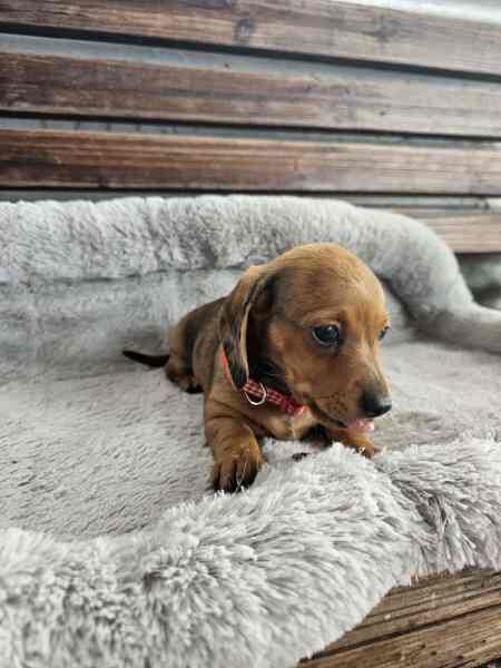New litter Dachshund puppies for sale in Manchester, Greater Manchester | Image 3