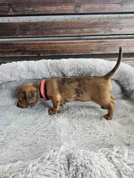 New litter Dachshund puppies for sale in Manchester, Greater Manchester | Image 4