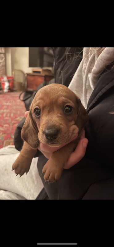 ONLY 1 LEFT - 6 Miniature Dachshund Puppies for sale in Essex