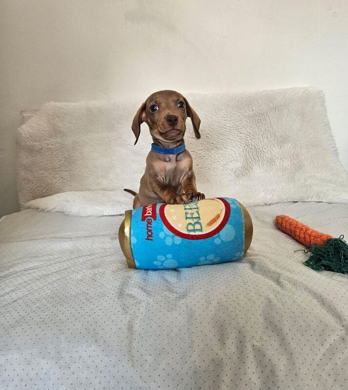 Dachshund puppies for sale in Worcester, Worcestershire – 11 weeks old