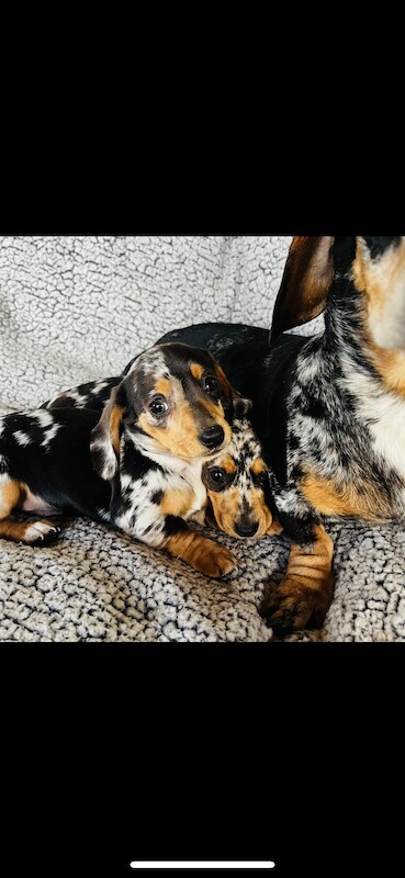 Dachshund puppies for sale in Thetford, Norfolk – KC registered, 1 year old